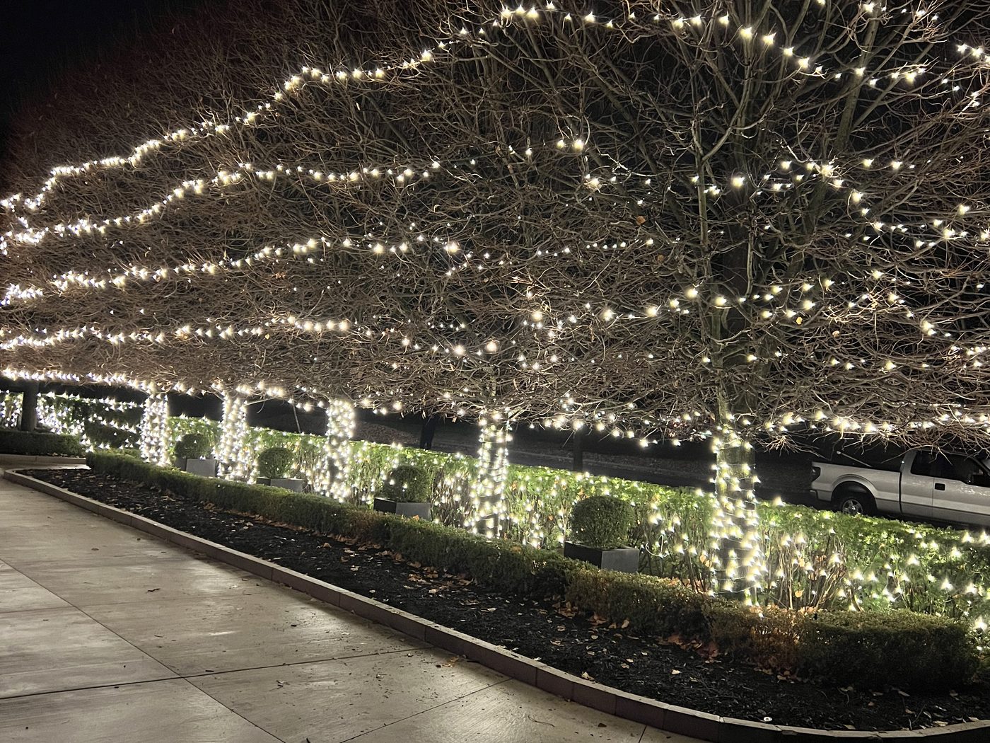 Row of mature trees wrapped in warm white lights above lit hedge lines along a driveway, Grosse Pointe Shores
